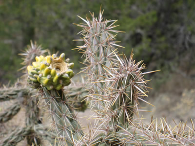 first bloom